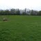 Lush hay field