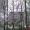 redbuds and snow in ruburbia
