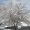spring snow and cherry blossom