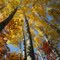 Color of Fall