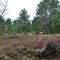 Vilas County Deer