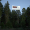 second growth redwood trees and protest