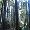 Redwoods at Eureka