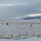 Winter Pasture