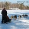 Dog Sledding