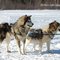 Sled Dogs