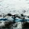 Kemmerer Wyoming Moose
