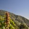 Chantry Flats