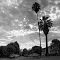 Santa Anita Ave. • Arcadia