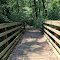 Bridge on the Palmetto Trail