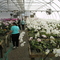 Carter & Holmes Phalaenopsis G'House