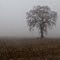 Lone Oak