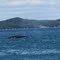 Finback Whale after Blow