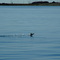 Decolage dans la baie de Fundy