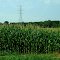 Growing Cornfields