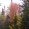 trees ablaze