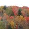 These trees look like they are on fire.