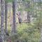 A young moose in the thirteen mile woods