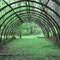 Old Greenhouse overrun with Invasive grass