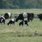 Oreo Cookie Cows (and Goats)