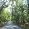 The Hanging Tree in Tunis Mills, MD