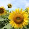 sunflower field on Glebe Road