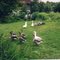 happy geese on permaculture farm