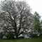 My favorite tree EVER! (Besides weeping willows! ^_^)