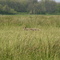 Coyote in Ridgefield NWR