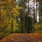 A Path in the Woods
