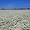 Sea of Flowers, Coburg Hills in the distance