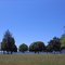 Trees of Orchard Point Park