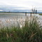 Fernridge marsh