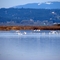 Tundra Swans on Fern Ridge Lake