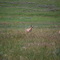 Young Antelope Twins