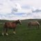 Horses, Saxon Ranch