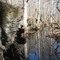 Island Creek Forest Walk