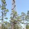 Jones Lake Lookout Tower----st