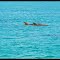 Spotting Dolphines