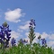 Blue Bonnets in Bonham