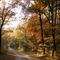 Fall leaves