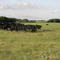Bermuda pasture