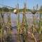 Aggie Rings on Fence on the Salt Fork