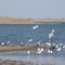 Waterfowl , Lake Texoma