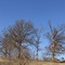 SOUTHERN OKLAHOMA, TREES ON THE BANKS OF LAKE TEXOMA
