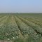 Cantaloupe fields, Firebaugh CA