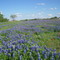 Bluebonnets Ennis 1 2009
