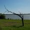 Bluebonnet Park, Ennis, Tx