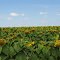 Sunflower Fields next to Bardwell Lake