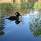 Wood Duck